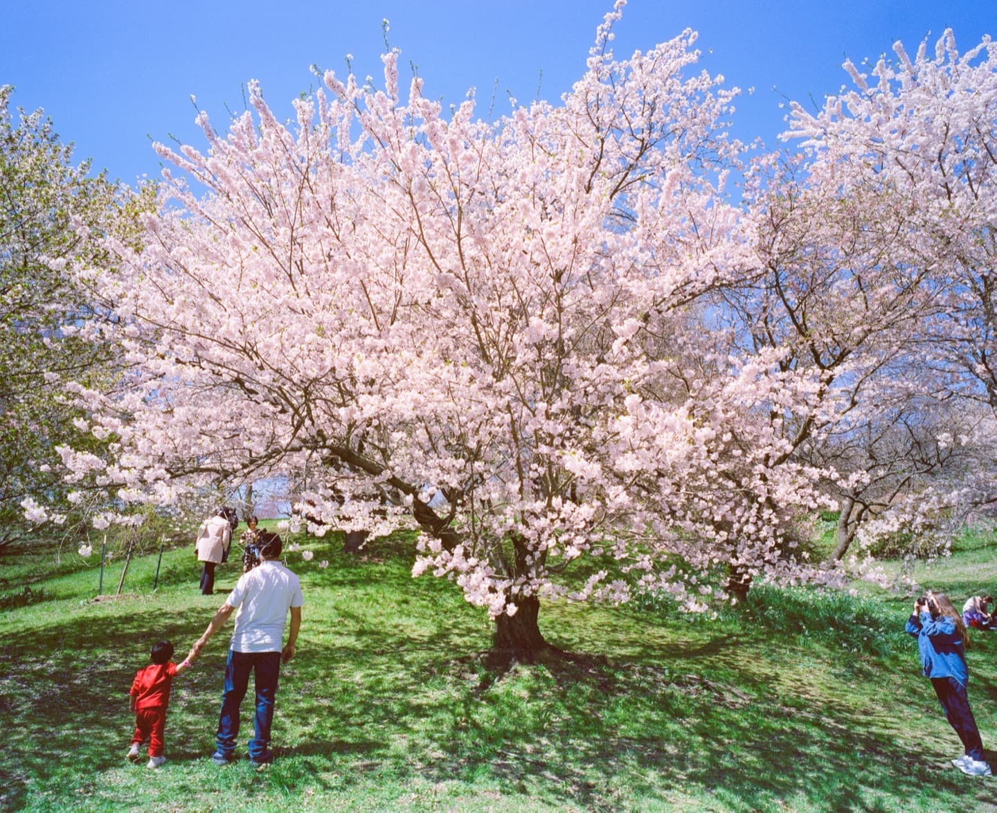 Film photograph — cherry blossoms, a living system that grows